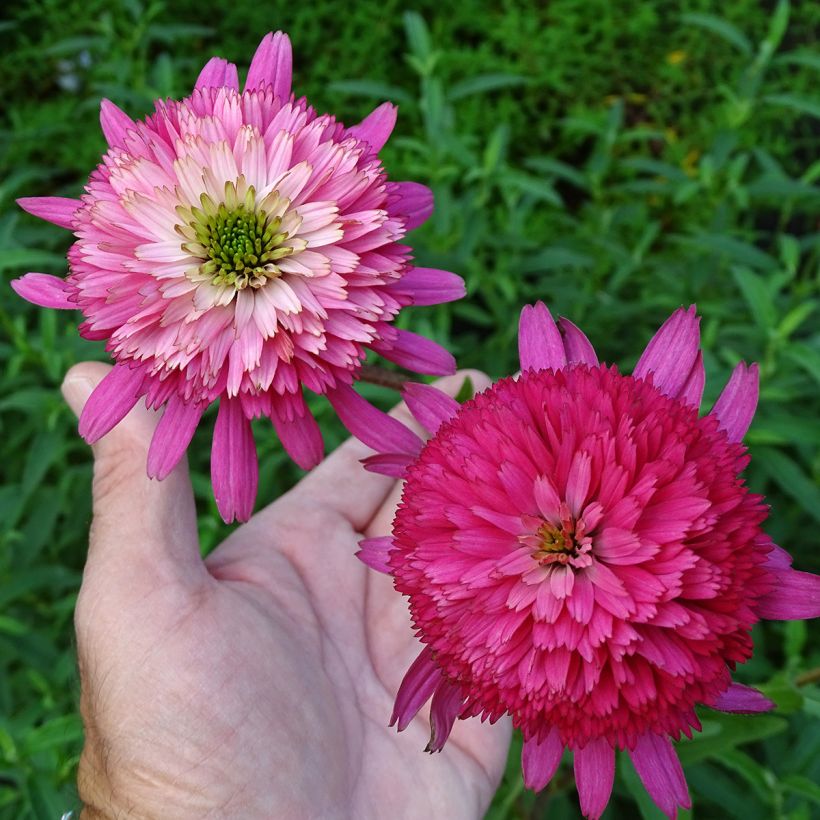 Echinacea purpurea Southern Belle - Sonnenhut (Blüte)