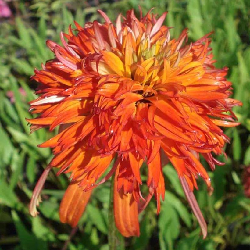 Echinacea purpurea Summer Salsa - Sonnenhut (Blüte)