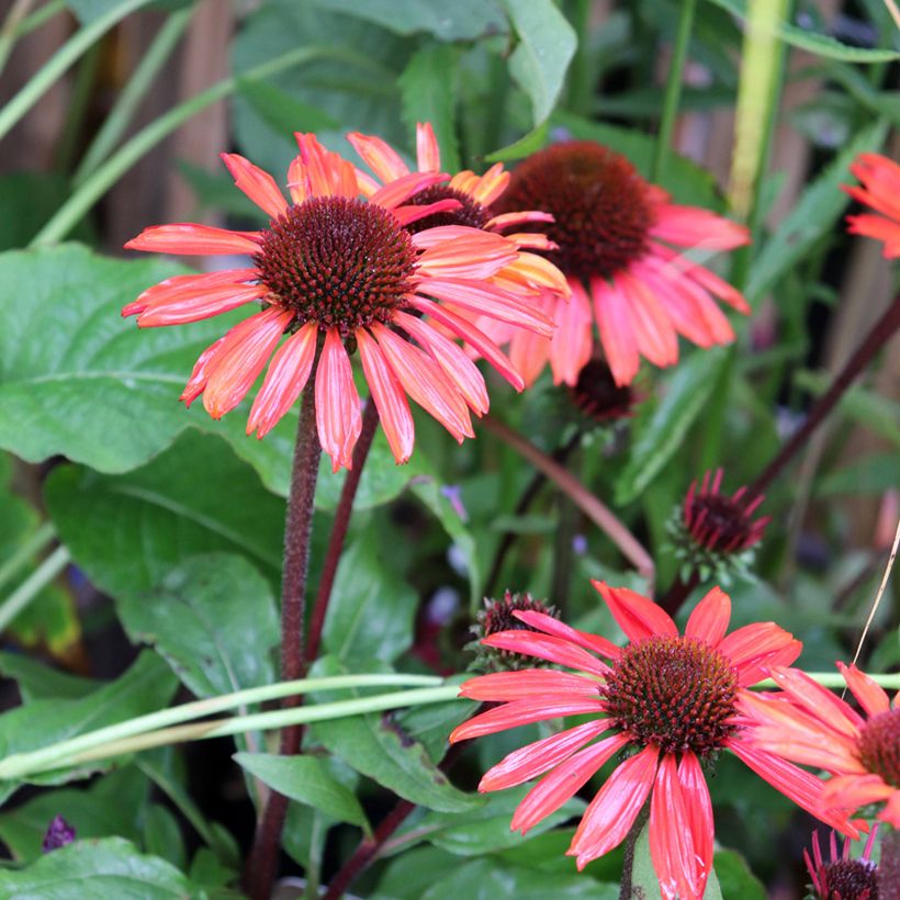 Echinacea purpurea SunSeekers Orange - Sonnenhut (Blüte)