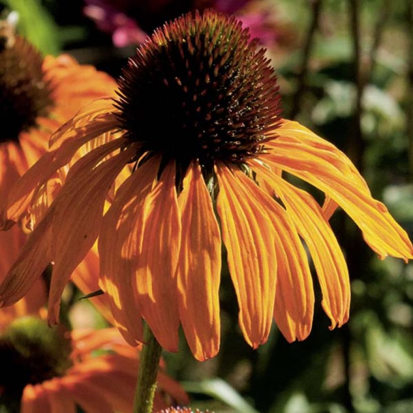 Echinacea purpurea Tangerine Dream - Sonnenhut (Blüte)