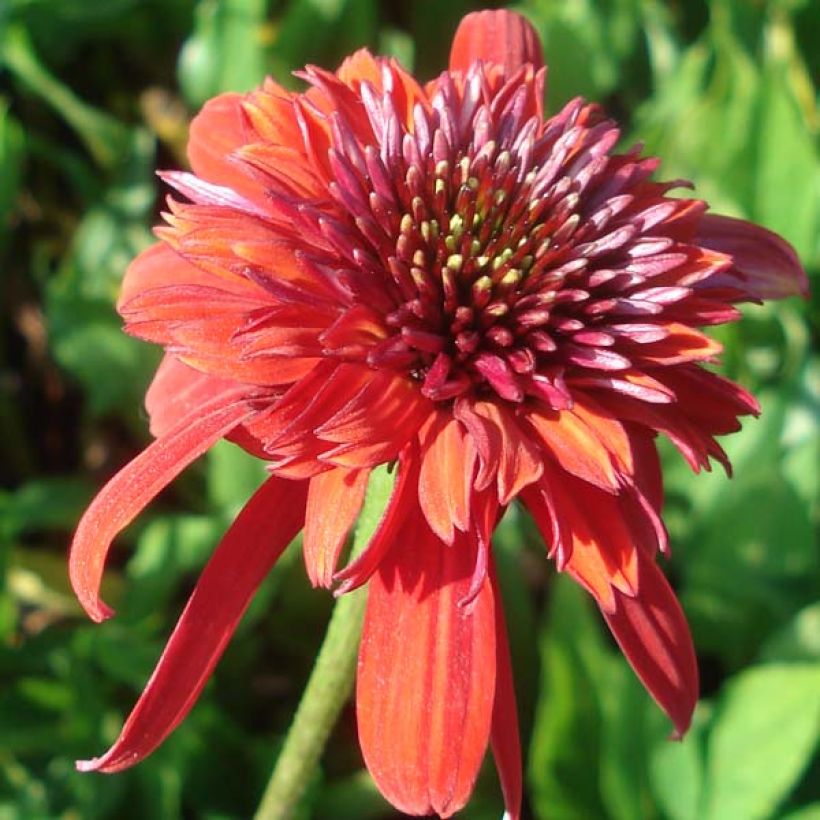 Echinacea purpurea Eccentric - Sonnenhut (Blüte)