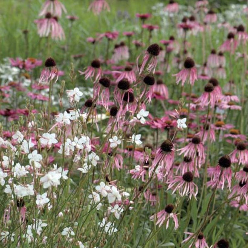 Echinacea pallida - Bleicher Sonnenhut (Hafen)