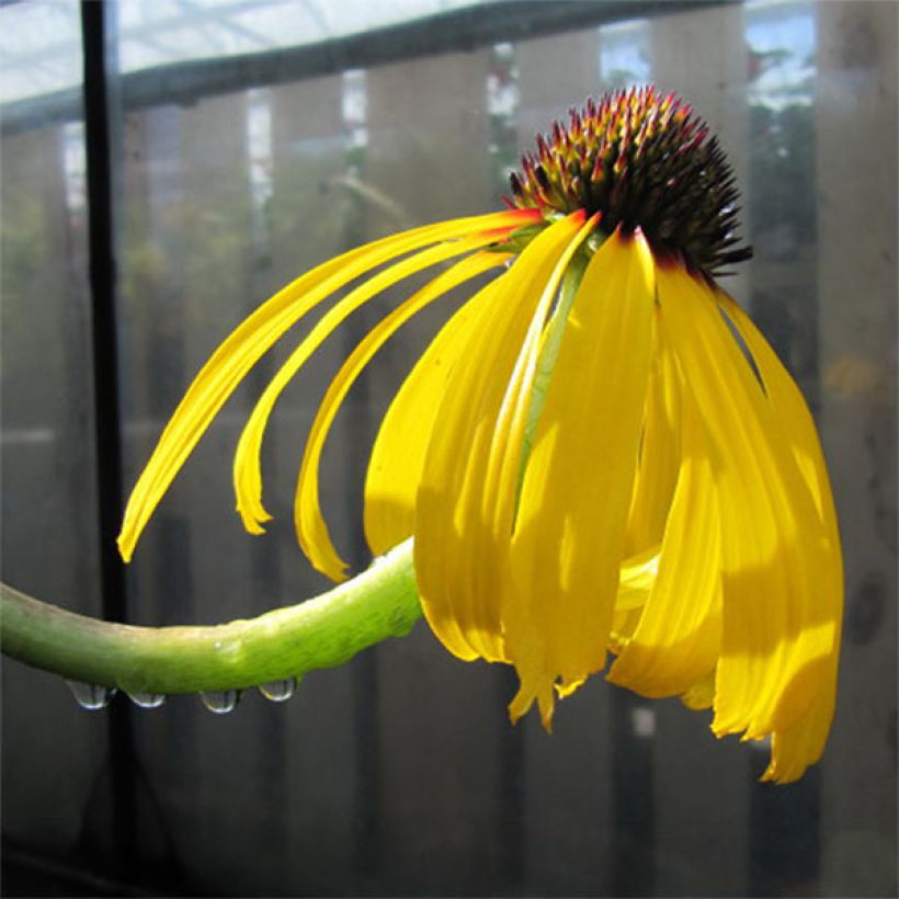 Echinacea paradoxa - Gelber Sonnenhut (Blüte)