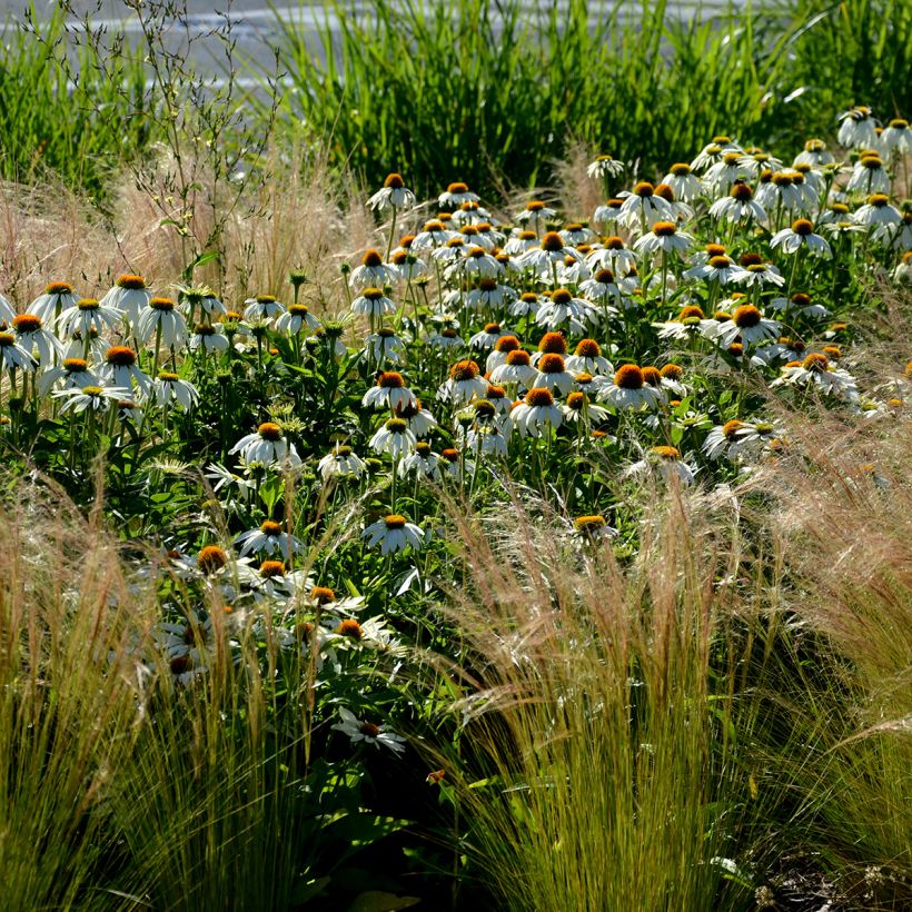 Echinacea purpurea Alba (Samen) - Sonnenhut (Hafen)