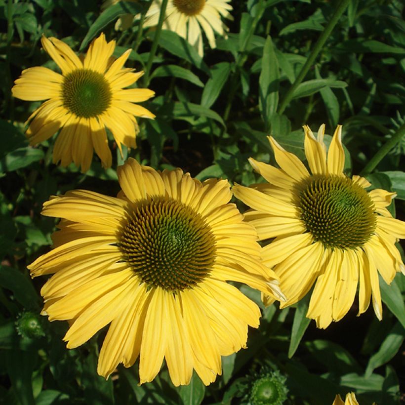 Echinacea purpurea Daydream - Sonnenhut (Blüte)