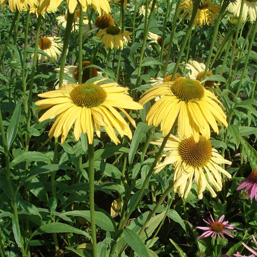 Echinacea purpurea Daydream - Sonnenhut (Hafen)