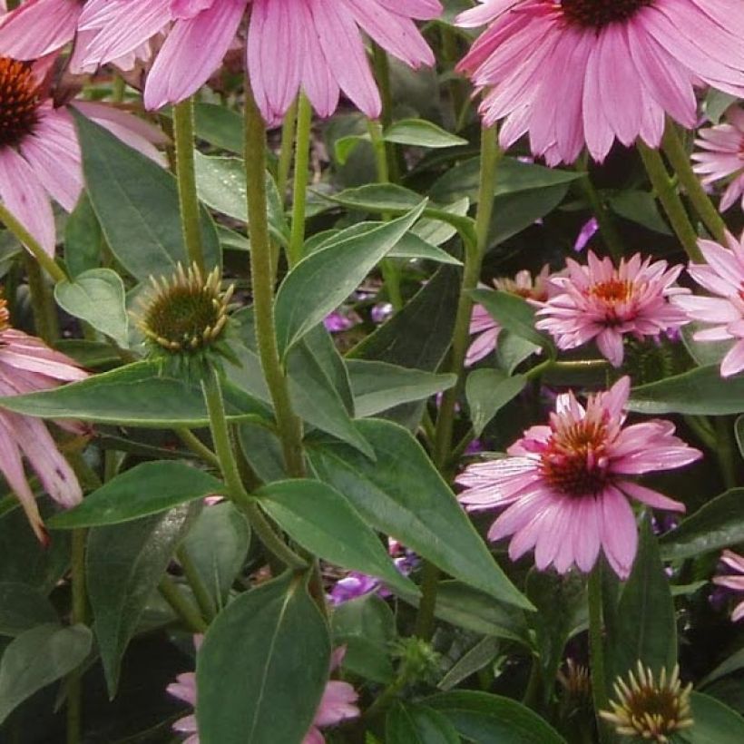 Echinacea purpurea Double Decker - Sonnenhut (Laub)