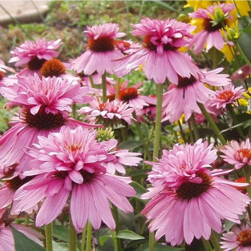 Echinacea purpurea Double Decker - Sonnenhut (Blüte)