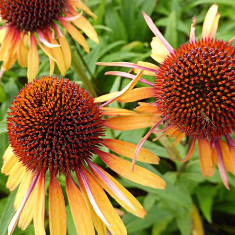 Echinacea purpurea Funky Yellow - Sonnenhut (Blüte)