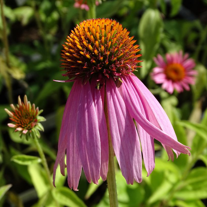 Echinacea purpurea Kim's Knee High - Sonnenhut (Blüte)