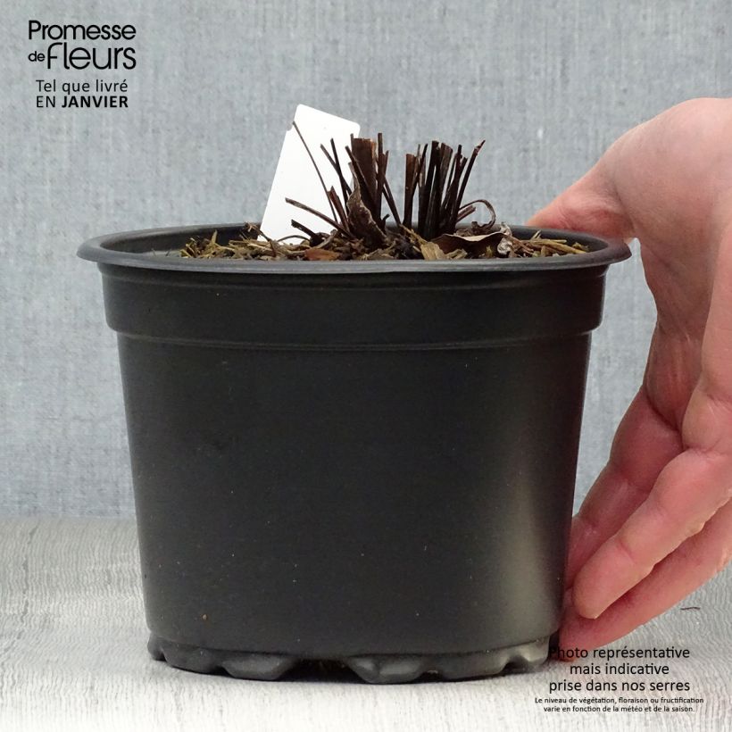 Exemplar von Echinacea purpurea Magnus - Echinacée en pot de 2/3L wie im Winter geliefert