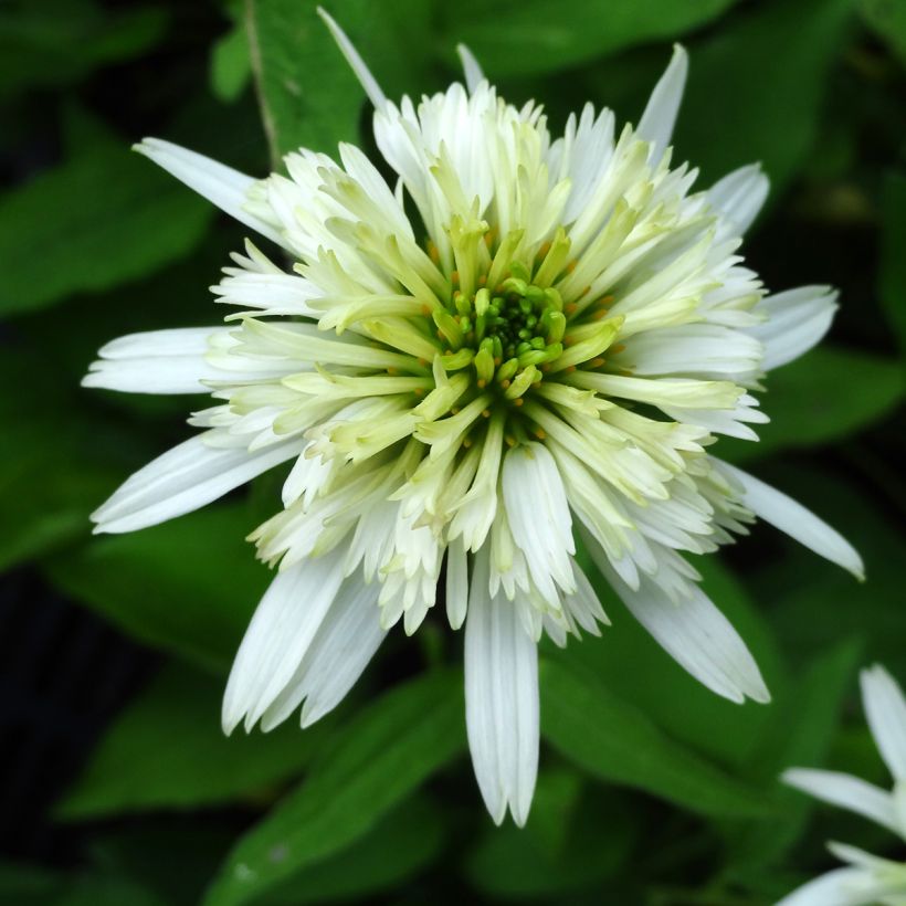 Echinacea purpurea Meringue - Sonnenhut (Blüte)