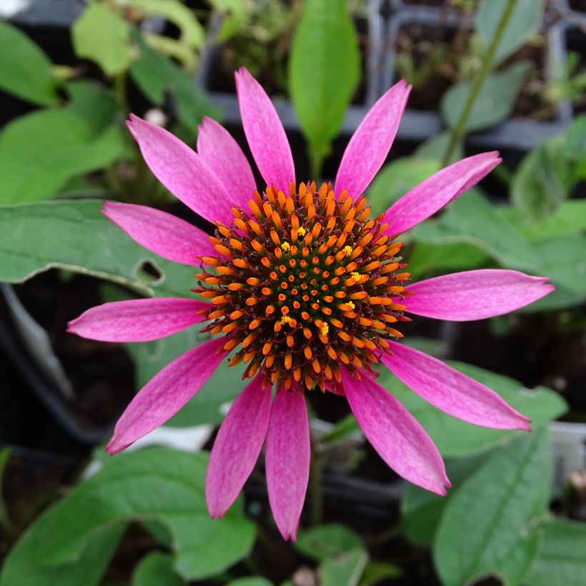 Echinacea purpurea Pica Bella - Sonnenhut (Blüte)