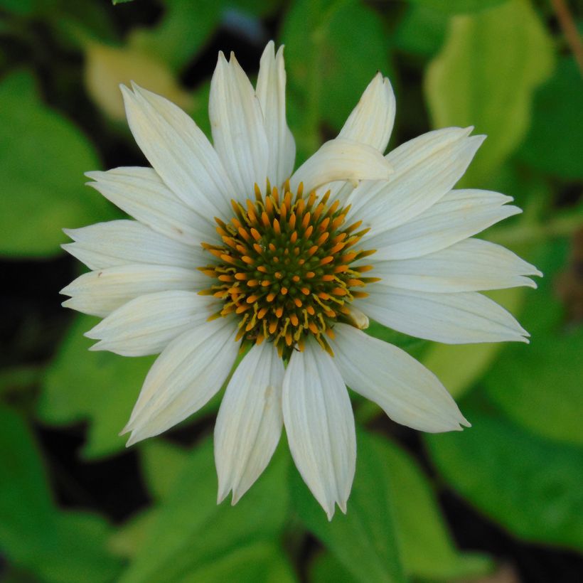 Echinacea purpurea Sunrise - Sonnenhut (Blüte)