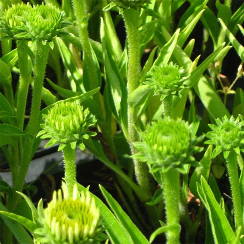 Echinacea purpurea White Meditation - Sonnenhut (Laub)