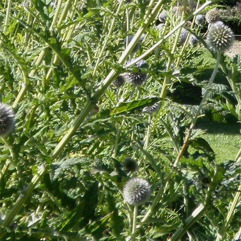 Banater Kugeldistel Star Frost - Echinops bannaticus (Laub)