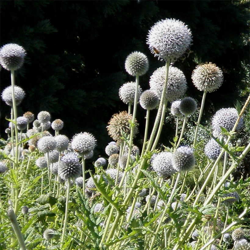 Banater Kugeldistel Star Frost - Echinops bannaticus (Blüte)