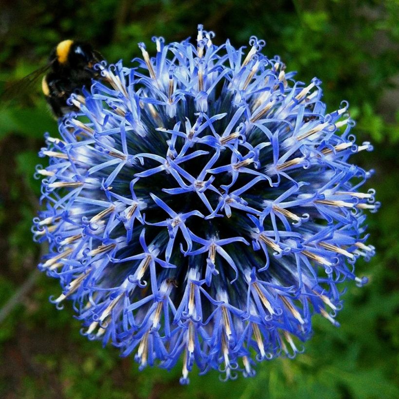 Banater Kugeldistel Taplow Blue - Echinops bannaticus (Blüte)