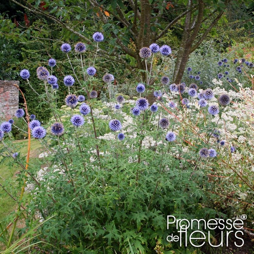 Banater Kugeldistel Taplow Blue - Echinops bannaticus (Hafen)