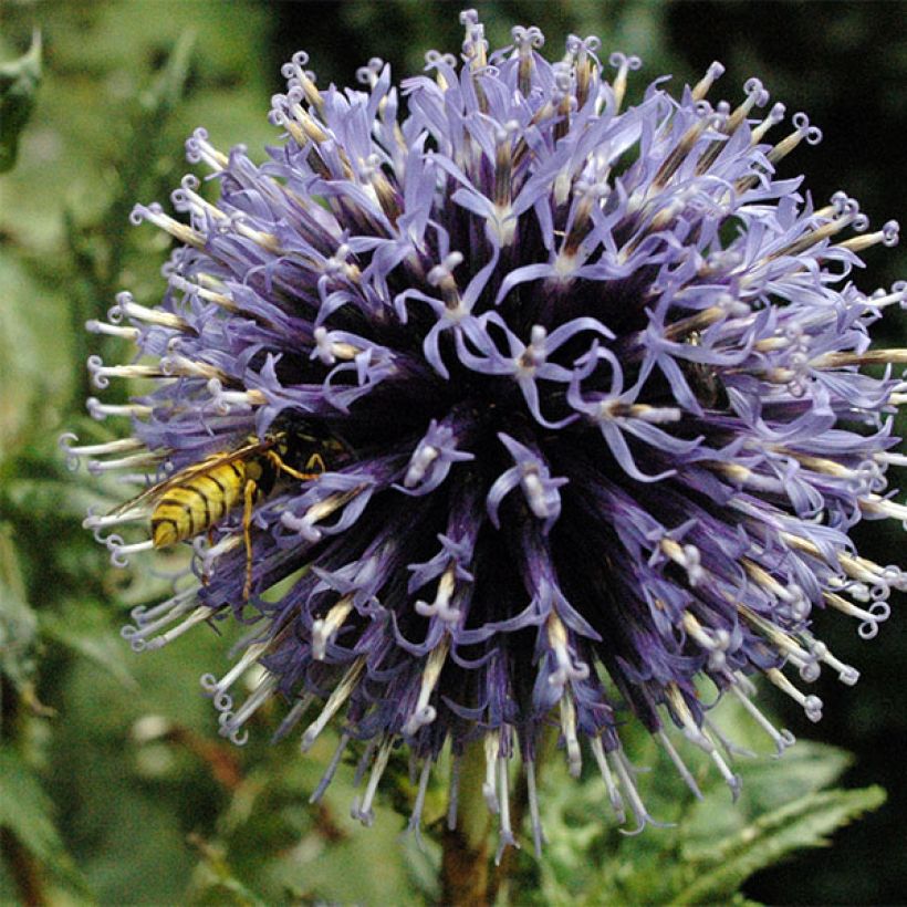 Banater Kugeldistel Blue Globe - Echinops bannaticus (Blüte)