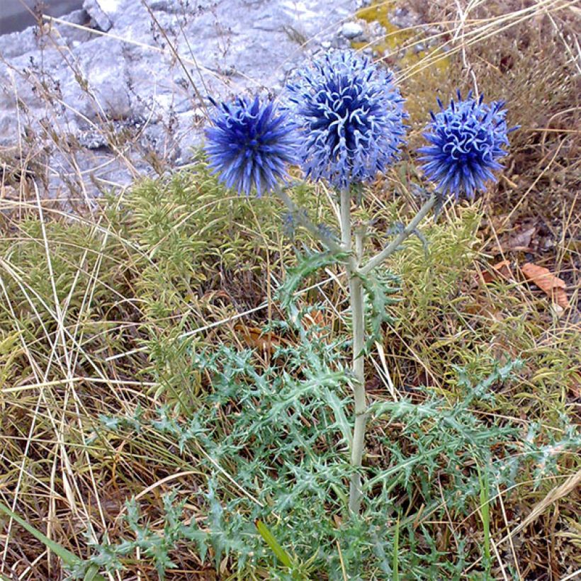 Banater Kugeldistel Blue Globe - Echinops bannaticus (Hafen)