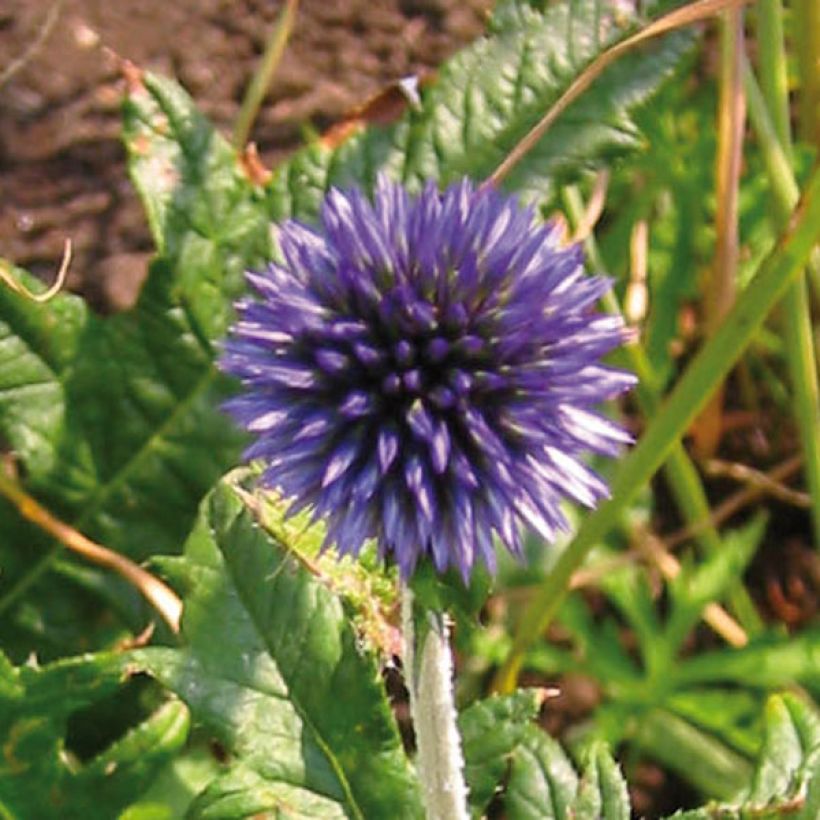 Blaue Kugeldistel - Echinops ritro (Blüte)