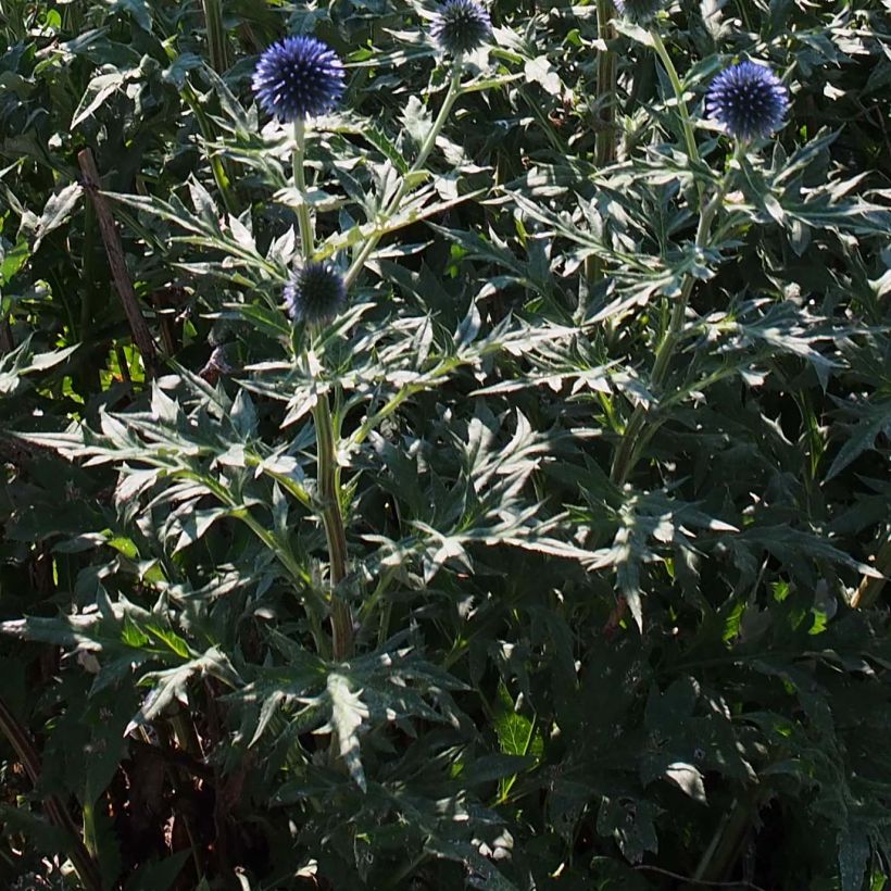 Blaue Kugeldistel Veitch’s Blue - Echinops ritro (Laub)