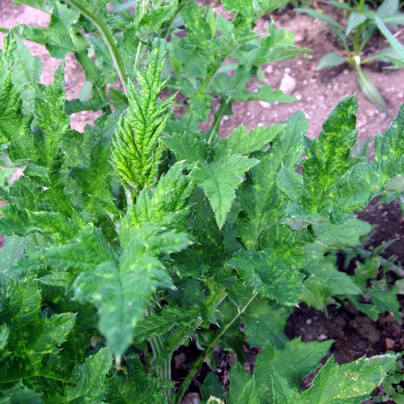 Große Kugeldistel - Echinops sphaerocephalus (Laub)