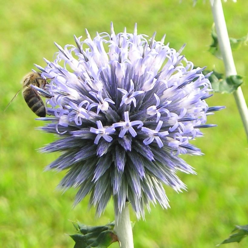 Große Kugeldistel - Echinops sphaerocephalus (Blüte)