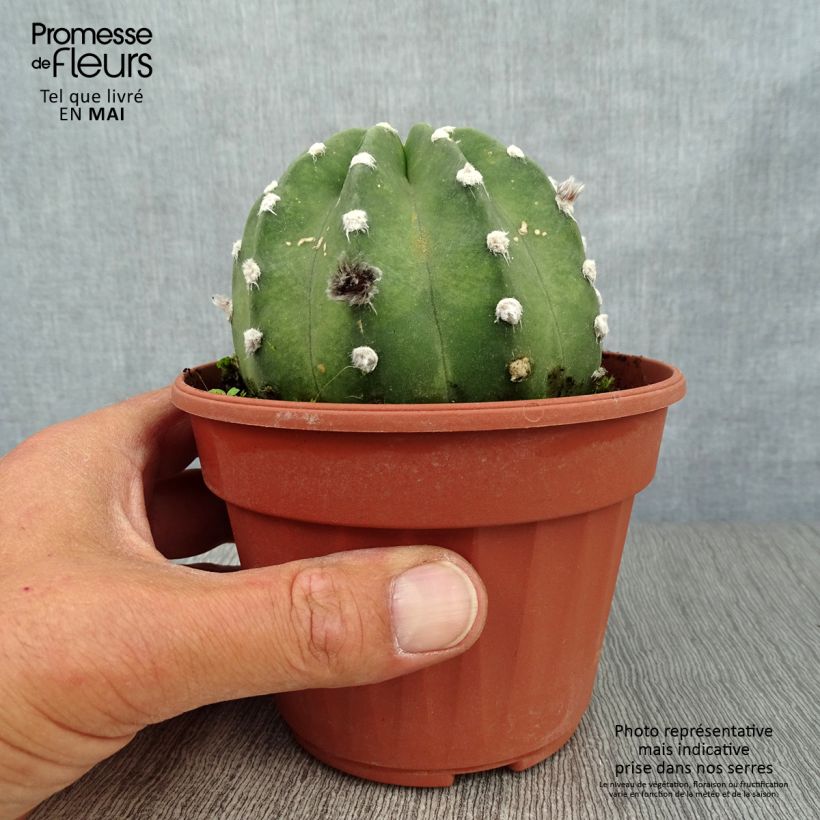 Exemplar von Echinopsis subdenudata - Seeigelkaktus Topf 12 cm / 13 cmGelieferte Höhe ca. 5/10cm wie im Frühjahr geliefert