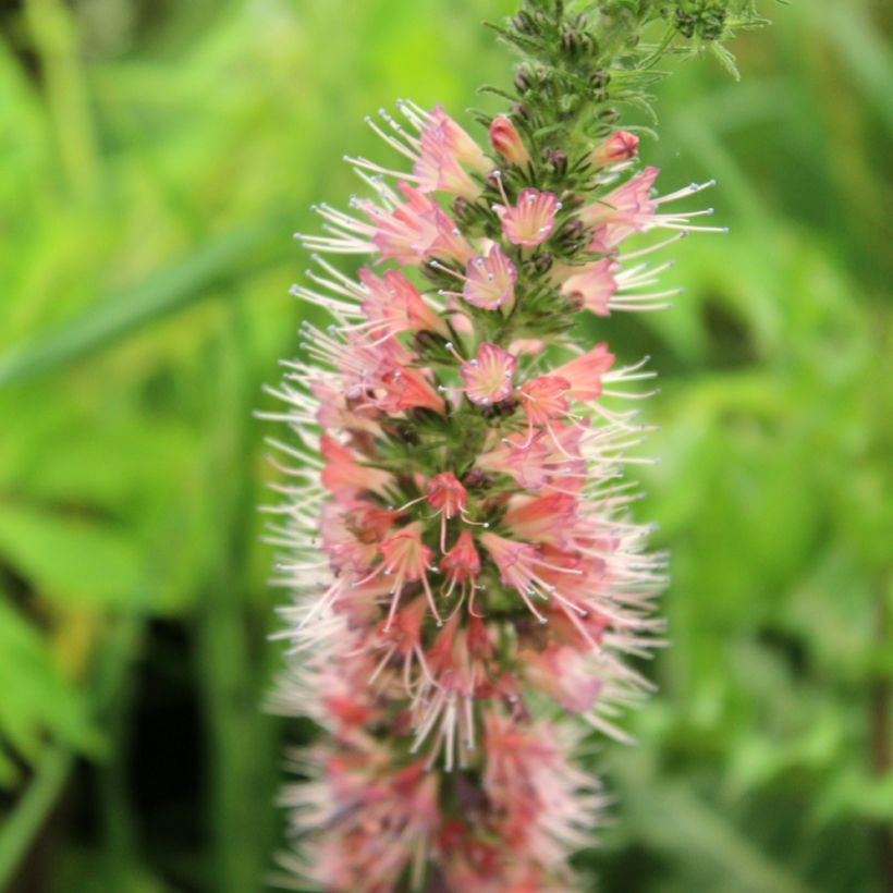 Echium amoneum Red Fathers - Roter Natternkopf (Blüte)