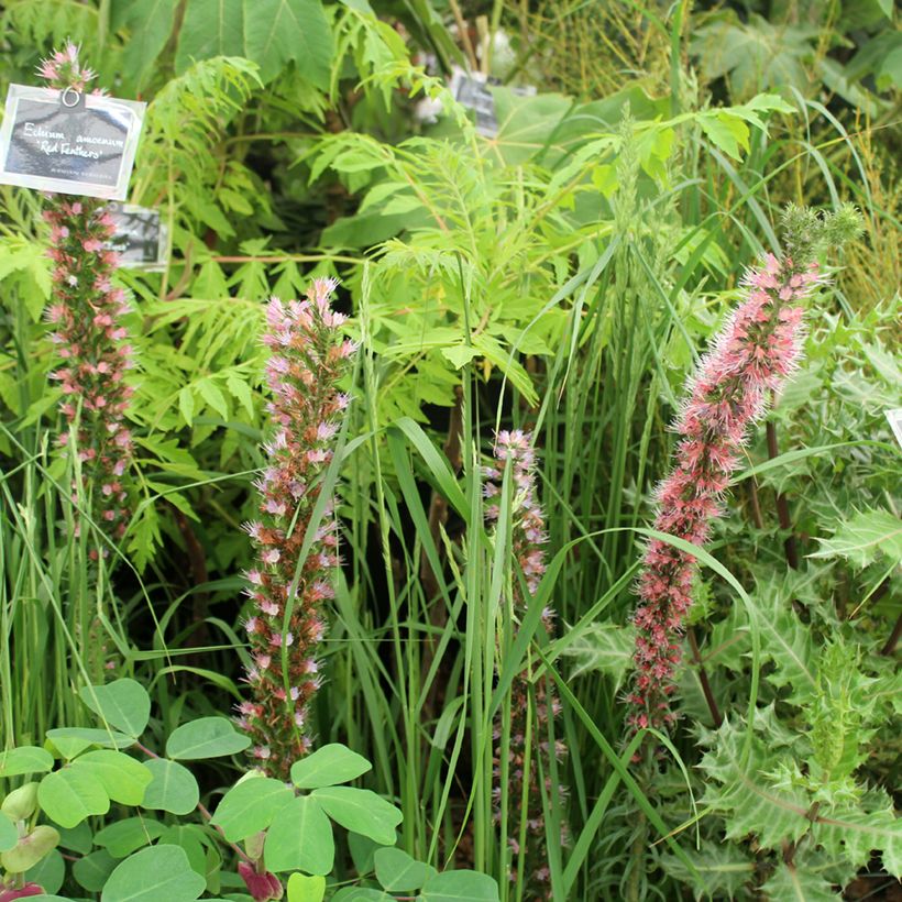 Echium amoneum Red Fathers - Roter Natternkopf (Hafen)