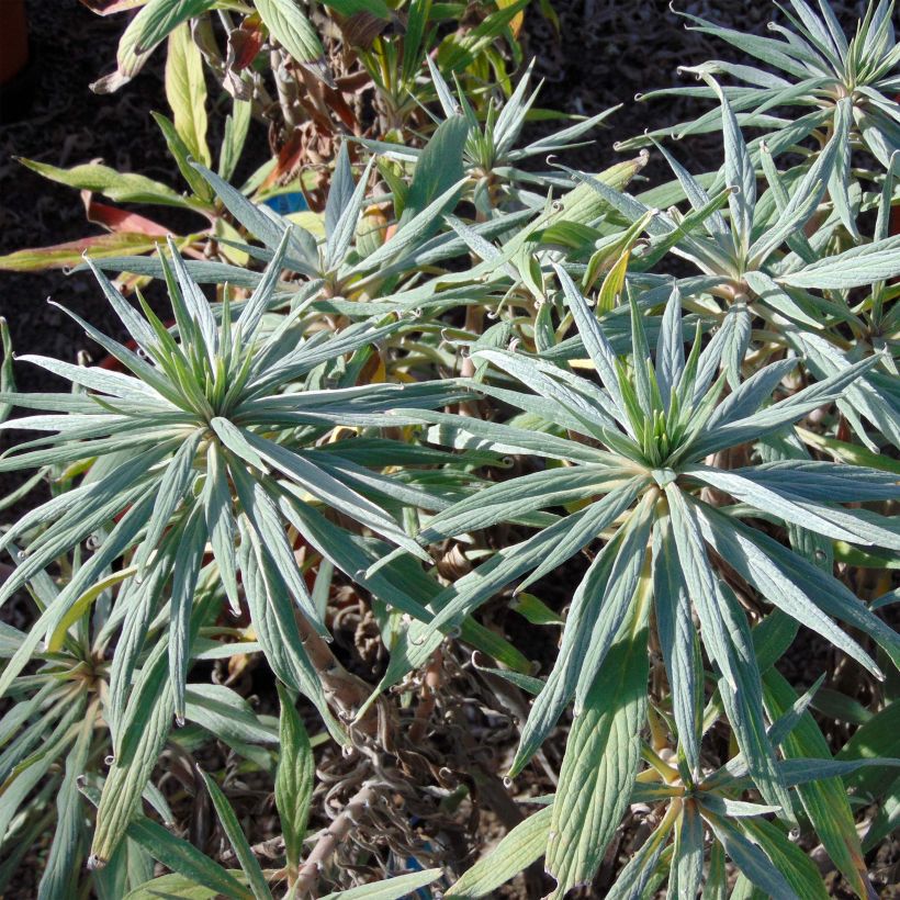 Echium candicans - Madeira-Natternkopf (Laub)