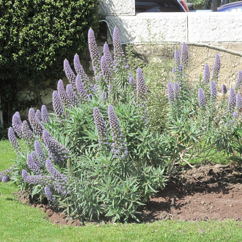 Echium candicans - Madeira-Natternkopf (Blüte)