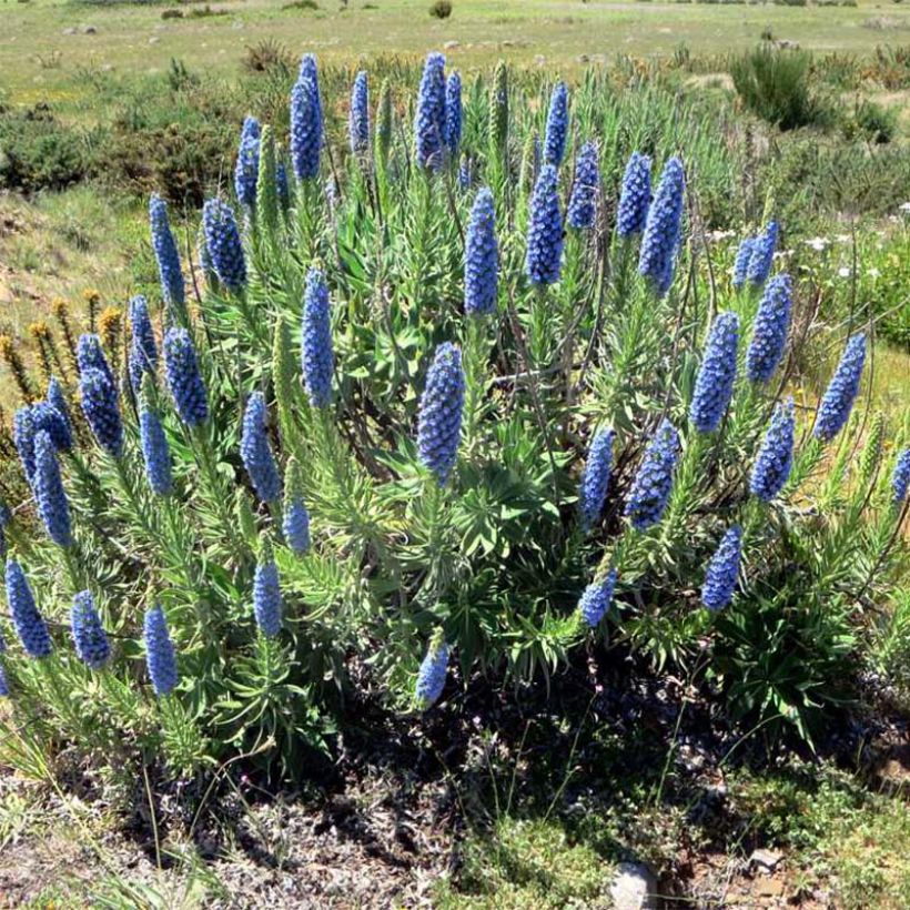 Echium candicans - Madeira-Natternkopf (Hafen)