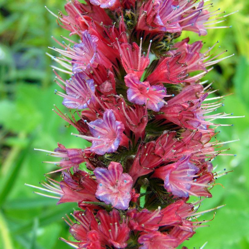 Echium russicum - Roter Natternkopf (Blüte)