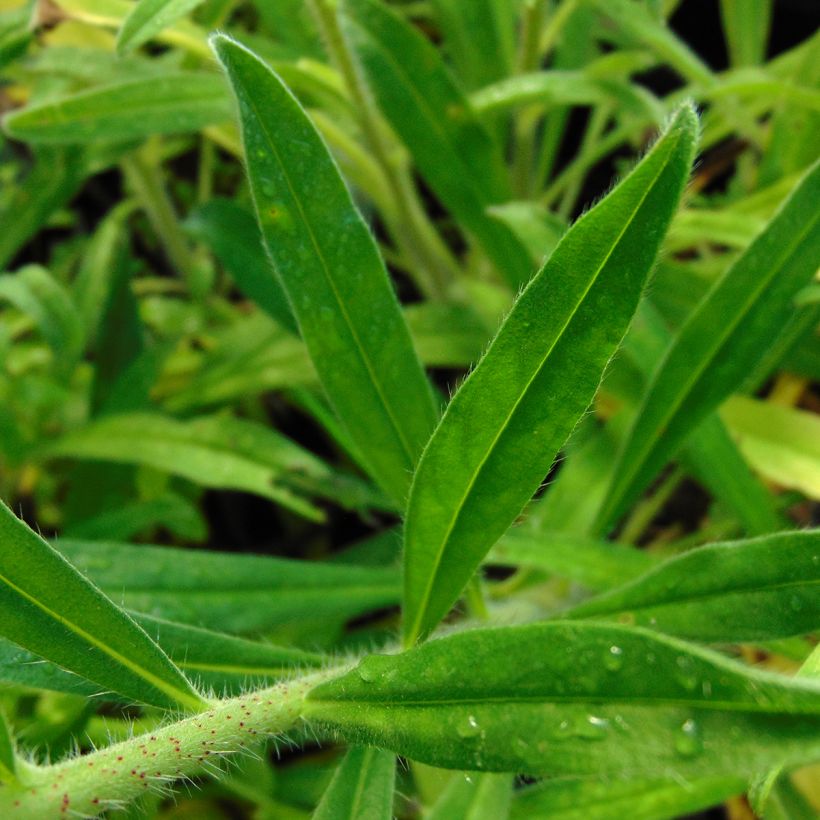 Echium vulgare - Gemeiner Natternkopf (Laub)