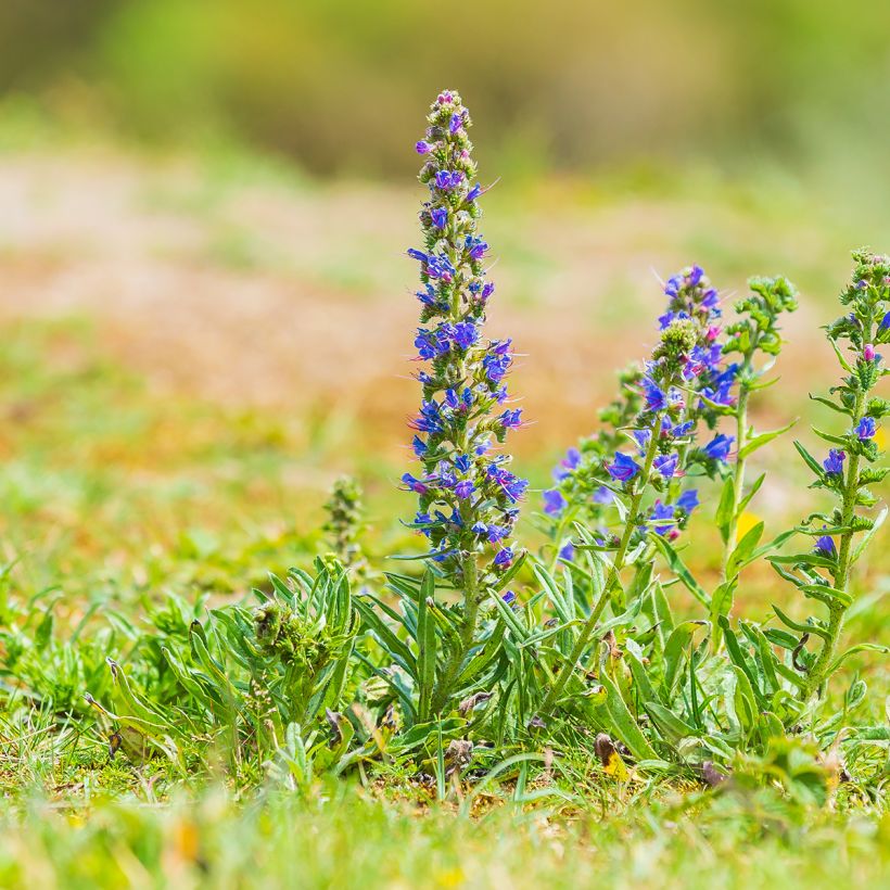 Echium vulgare - Gemeiner Natternkopf (Hafen)