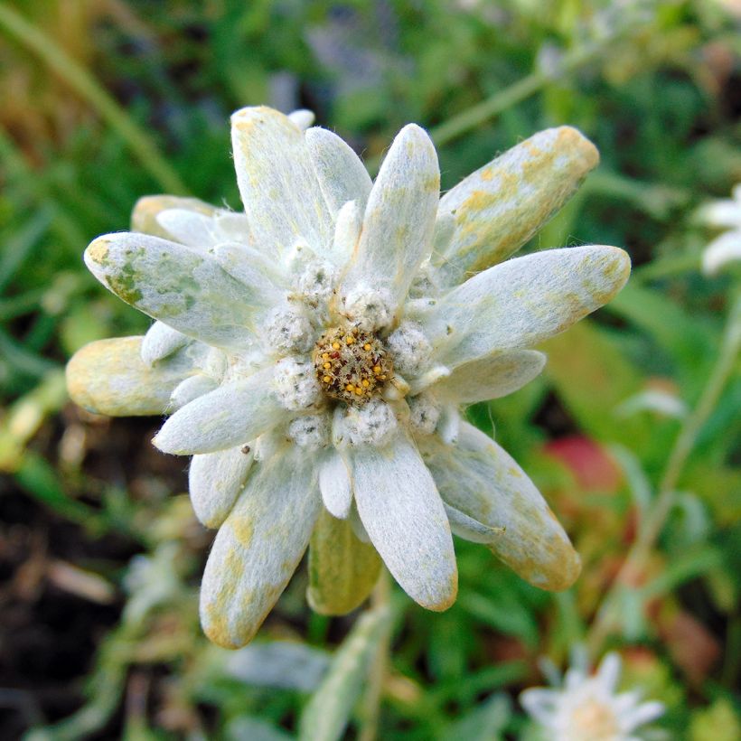 Alpen-Edelweiß - Leontopodium alpinum (Blüte)