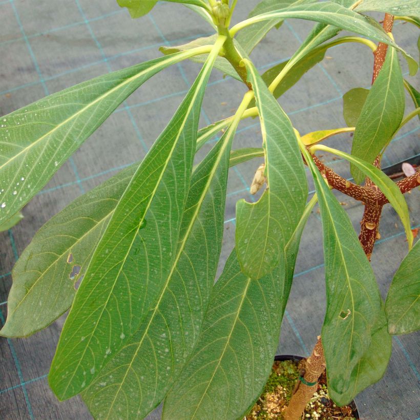 Edgeworthia chrysantha Nanjing Gold - Edgeworthie (Laub)