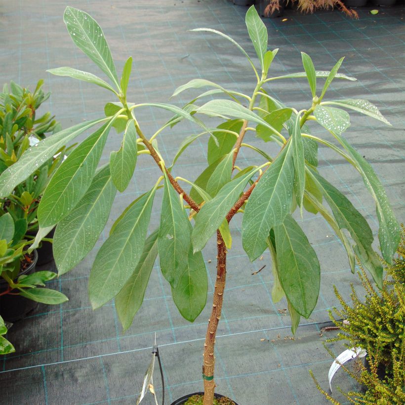 Edgeworthia chrysantha Nanjing Gold - Edgeworthie (Hafen)