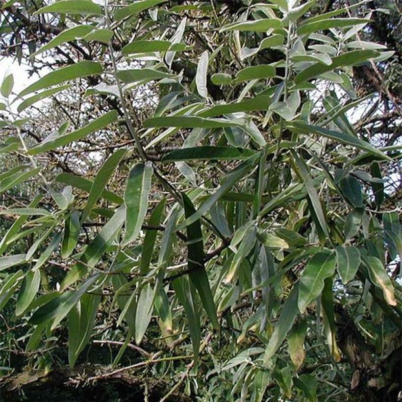 Schmalblättrige Ölweide - Elaeagnus angustifolia (Laub)