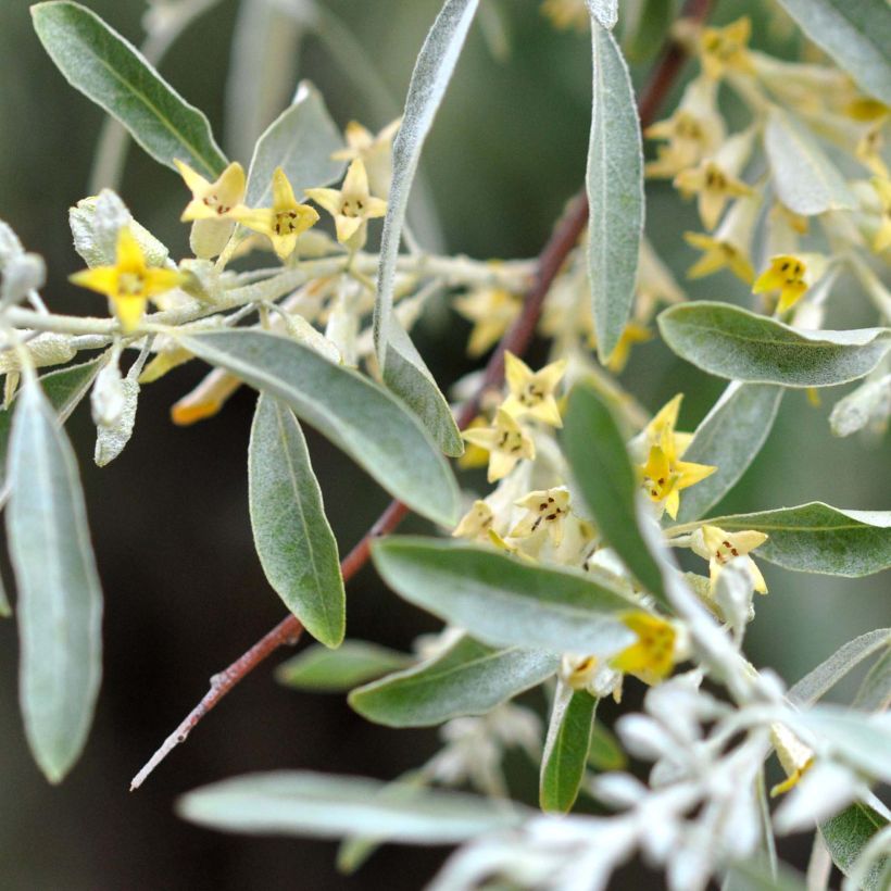 Schmalblättrige Ölweide - Elaeagnus angustifolia (Blüte)