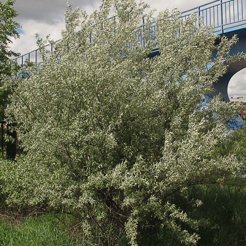 Schmalblättrige Ölweide - Elaeagnus angustifolia (Hafen)