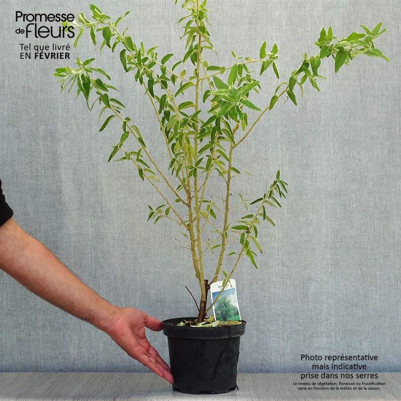 Exemplar von Elaeagnus angustifolia - Olivier de Bohême en pot de 2/3 L wie im Herbst geliefert