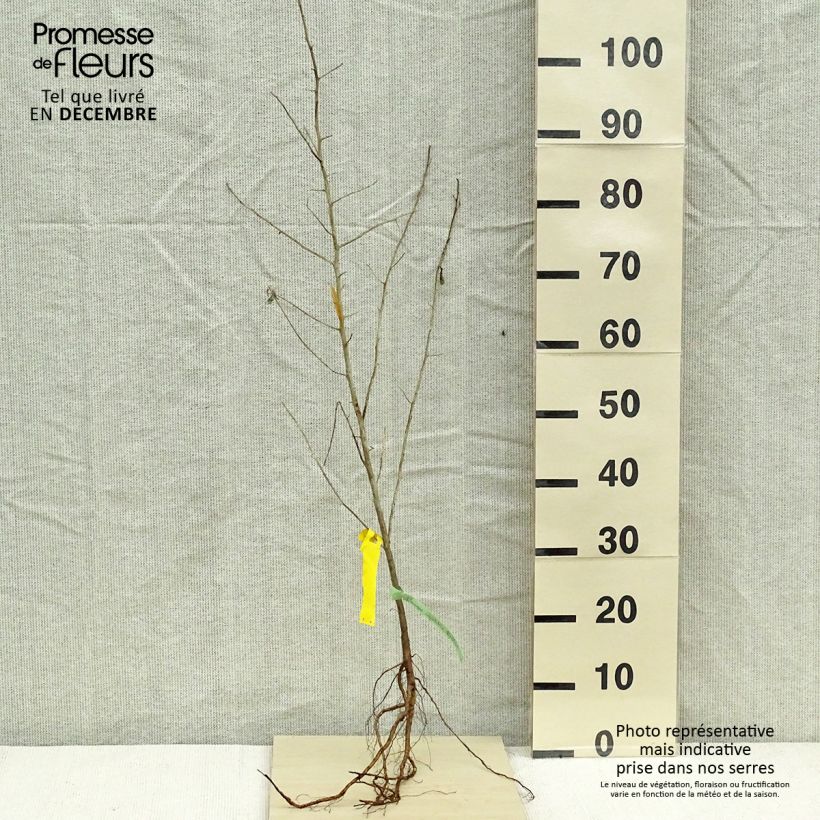 Exemplar von Schmalblättrige Ölweide - Elaeagnus angustifolia wie im Winter geliefert