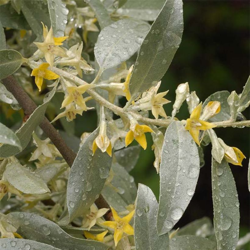 Silber-Ölweide Zempin - Elaeagnus commutata (Blüte)