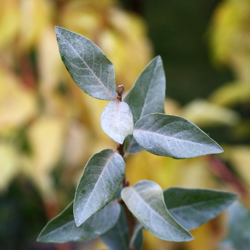 Silber-Ölweide Zempin - Elaeagnus commutata (Laub)