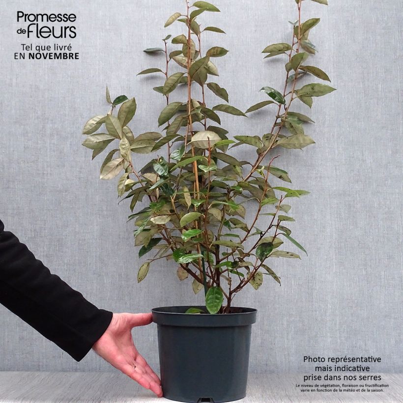 Exemplar von Elaeagnus ebbingei - Chalef de Ebbing 60/80cm en pot de 4/5L wie im Herbst geliefert