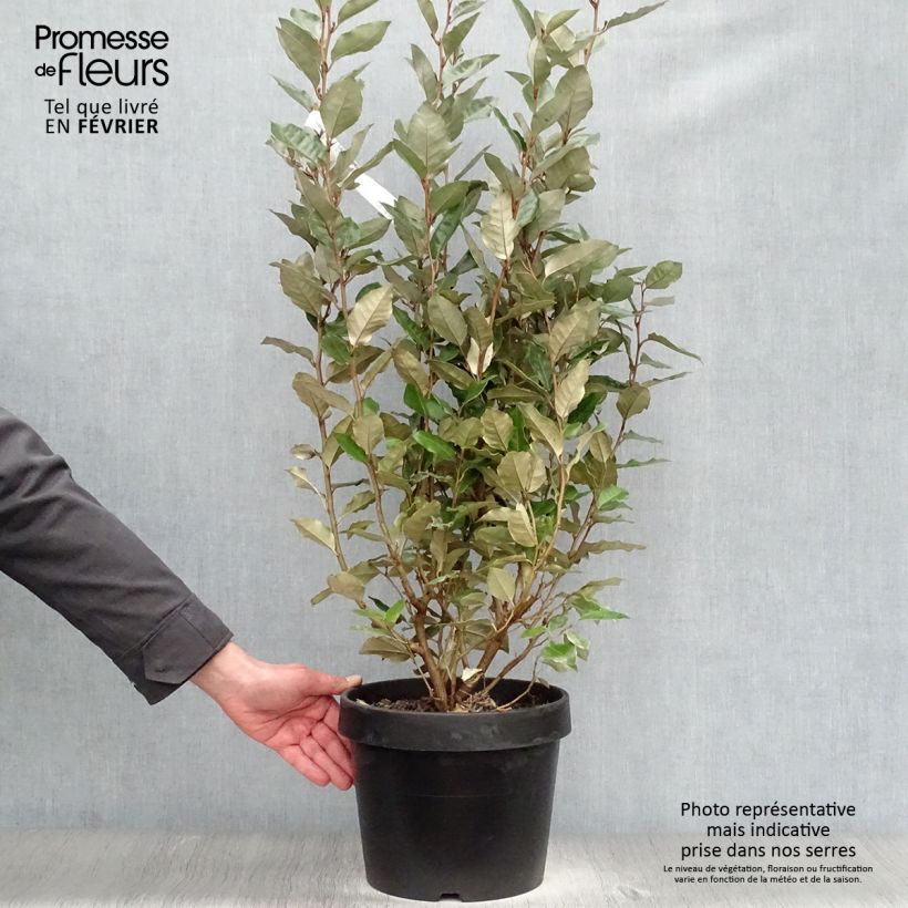 Exemplar von Elaeagnus ebbingei - Chalef de Ebbing en pot de 7.5L 80/100cm wie im Winter geliefert